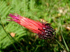 Cirsium ehrenbergii