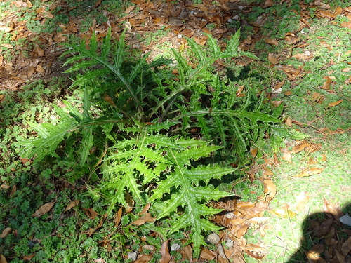 Image of Cirsium conspicuum by (c) Alexis López Hernández, some rights reserved (CC BY)
