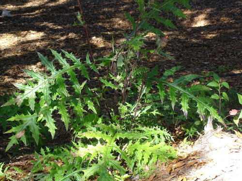 Image of Cirsium conspicuum by (c) Alexis López Hernández, some rights reserved (CC BY)
