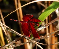 Neurothemis manadensis
