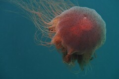 Desmonema gaudichaudi