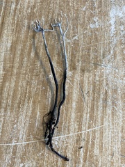 Xylaria hypoxylon