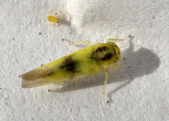 Alebra albostriella