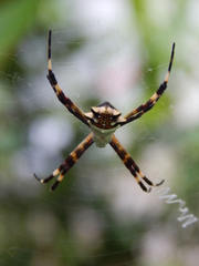 Argiope argentata