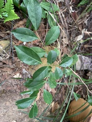 Glochidion rubrum