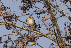Turdus iliacus