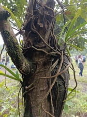 Aerides maculosa