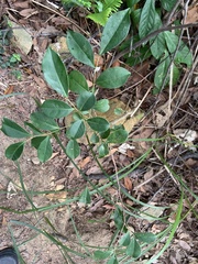 Glochidion rubrum