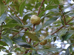 Callirhytis quercuspunctata
