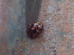 Episcaphula tamburinea