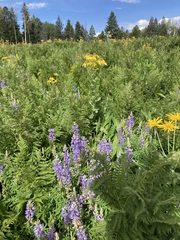 Lupinus argenteus palmeri