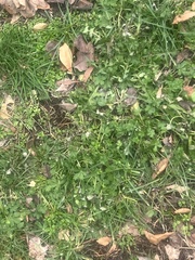 Potentilla intermedia