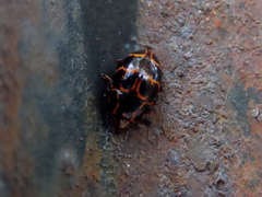 Episcaphula tamburinea