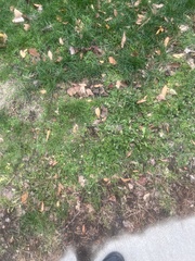 Potentilla intermedia