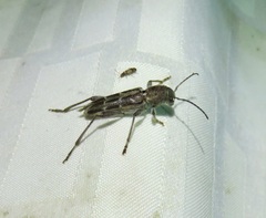 Xylotrechus sagittatus