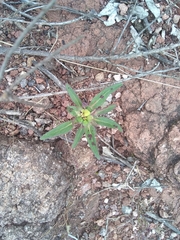 Euphorbia cuphosperma