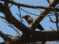 Pyrocephalus rubinus obscurus