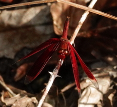 Neurothemis manadensis