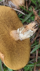 Suillus cothurnatus