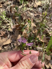 Symphyotrichum pratense