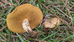 Suillus cothurnatus