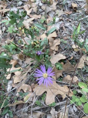 Symphyotrichum pratense