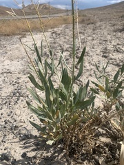 Stanleya pinnata integrifolia