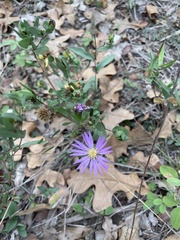 Symphyotrichum pratense