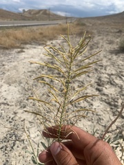 Stanleya pinnata integrifolia