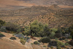 Calobota