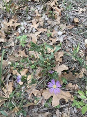 Symphyotrichum pratense