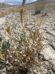 Stanleya pinnata integrifolia