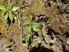 Diastatea