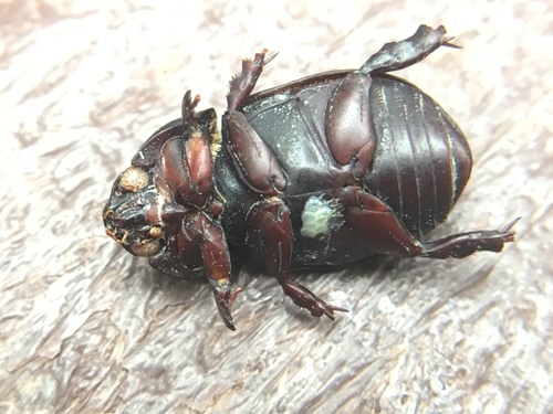Sugarcane Beetle photo 3