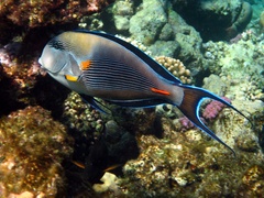 Acanthurus sohal