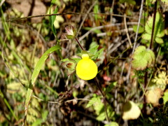 Calceolaria tripartita