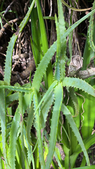 Aloe arborescens