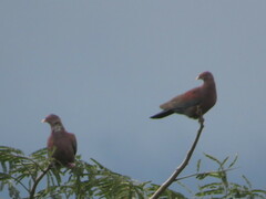 Patagioenas flavirostris