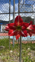 Hippeastrum
