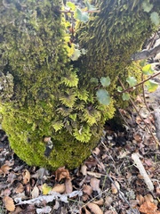 Dendroalsia abietina