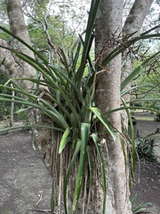 Aechmea bracteata