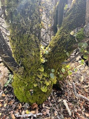 Dendroalsia abietina