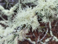 Usnea subfloridana