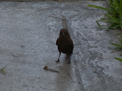 Pyrocephalus rubinus obscurus