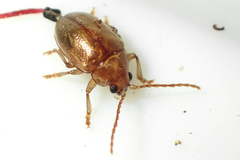 Eucolaspis