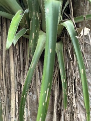 Aechmea bracteata