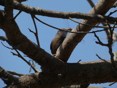 Pyrocephalus rubinus obscurus