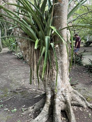 Aechmea bracteata