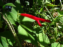 Salvia elegans