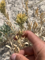Puccinia monoica